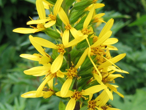 Ligularia stenocephala