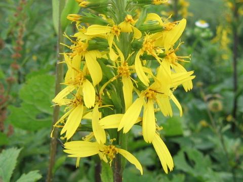 Ligularia stenocephala