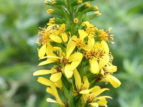 Ligularia stenocephala