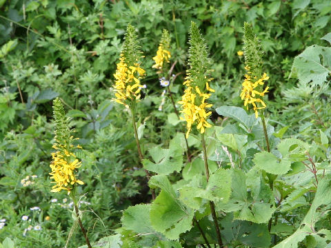 Ligularia stenocephala