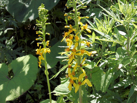 Ligularia stenocephala