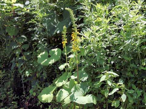 Ligularia stenocephala