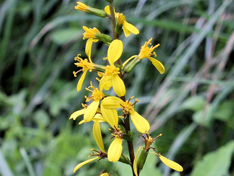 Ligularia stenocephala