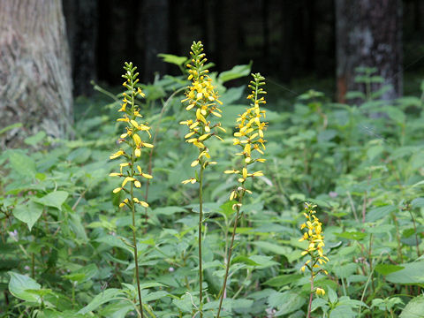 Ligularia stenocephala