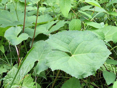 Ligularia stenocephala