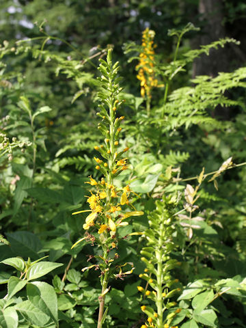 Ligularia stenocephala