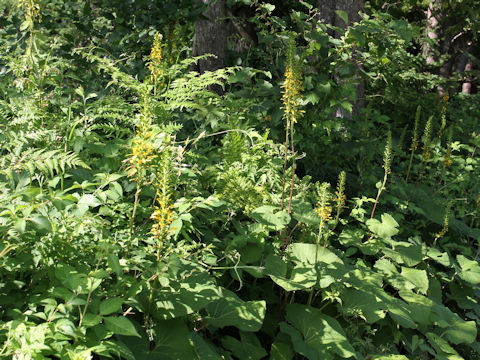 Ligularia stenocephala