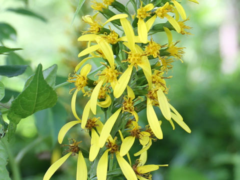 Ligularia stenocephala