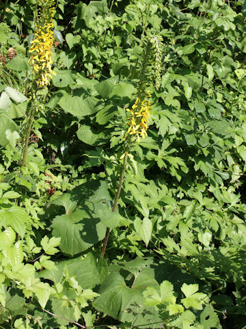 Ligularia stenocephala