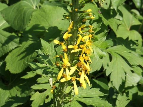 Ligularia stenocephala