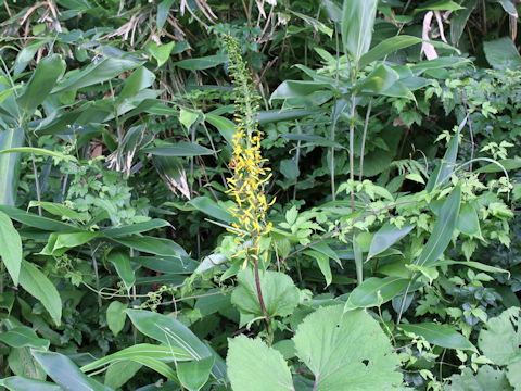 Ligularia stenocephala