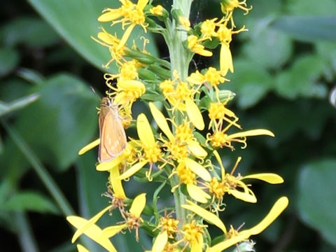 Ligularia stenocephala