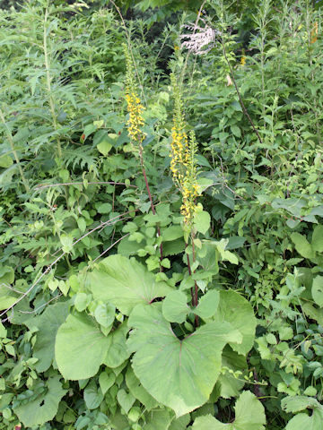 Ligularia stenocephala