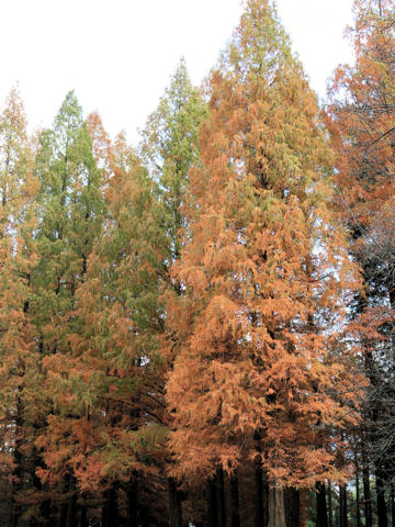 Metasequoia glyptostroboides