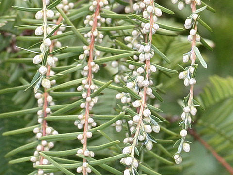 Metasequoia glyptostroboides