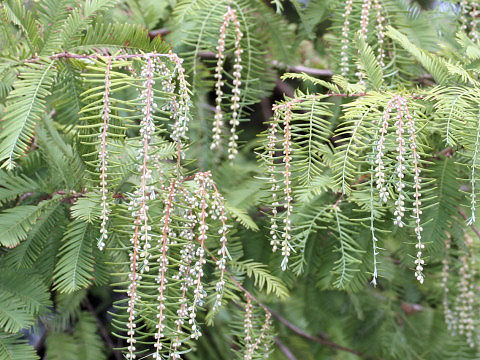 Metasequoia glyptostroboides