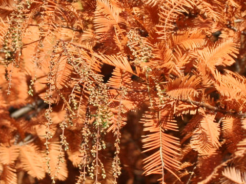 Metasequoia glyptostroboides