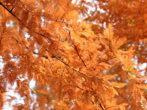 Metasequoia glyptostroboides