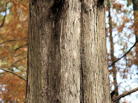 Metasequoia glyptostroboides