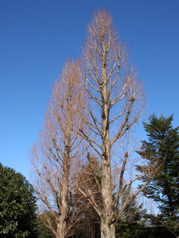 Metasequoia glyptostroboides