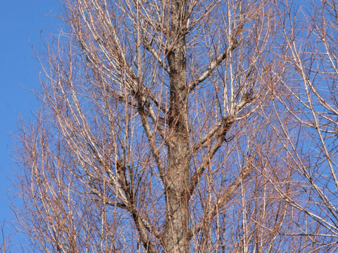 Metasequoia glyptostroboides