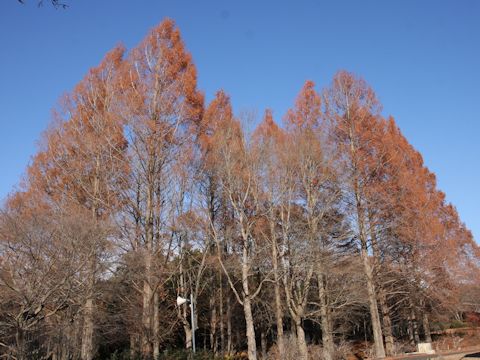 Metasequoia glyptostroboides