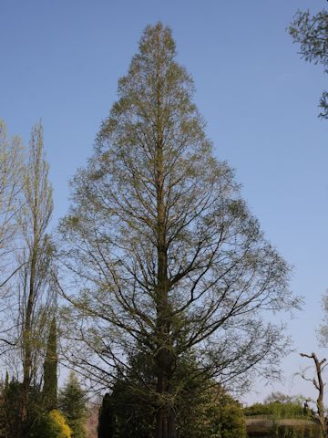 Metasequoia glyptostroboides