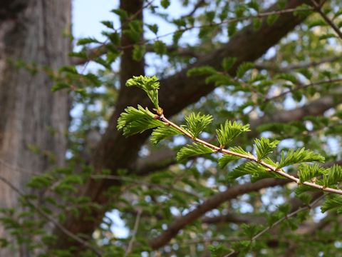 Metasequoia glyptostroboides