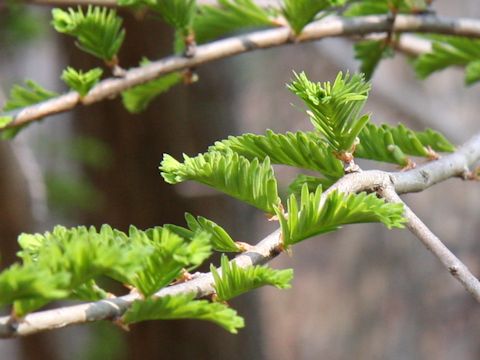 Metasequoia glyptostroboides