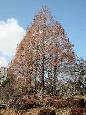 Metasequoia glyptostroboides