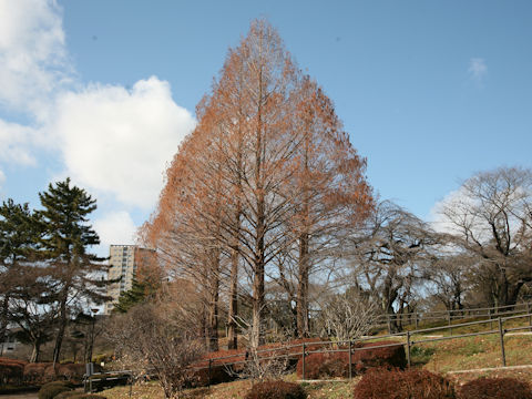 Metasequoia glyptostroboides