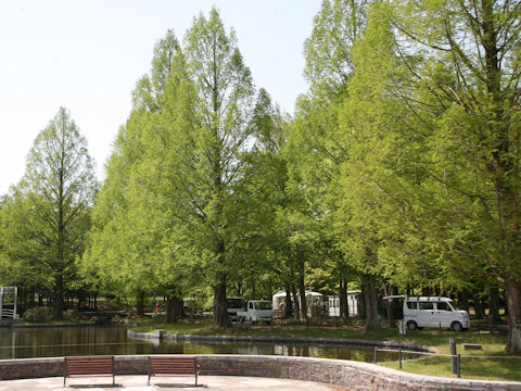 Metasequoia glyptostroboides