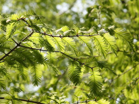 Metasequoia glyptostroboides