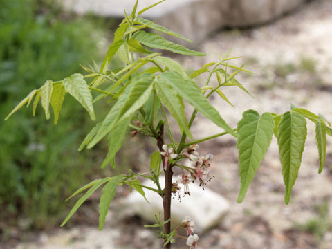 Ungnadia speciosa