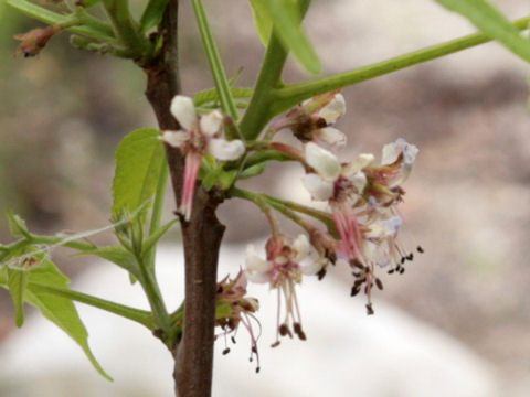 Ungnadia speciosa