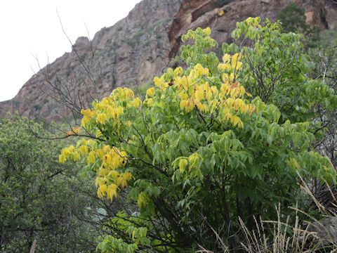 Ungnadia speciosa