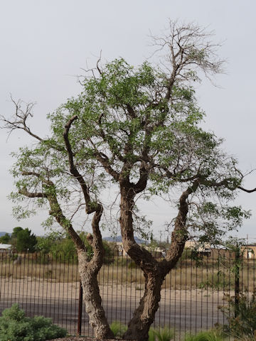 Sambucus mexicana