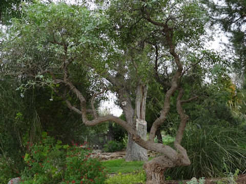 Sambucus mexicana