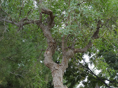 Sambucus mexicana