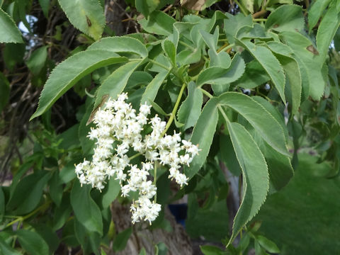 Sambucus mexicana