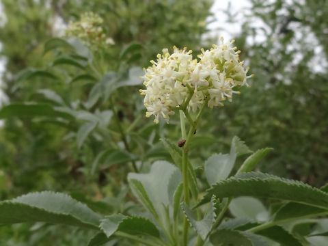 Sambucus mexicana