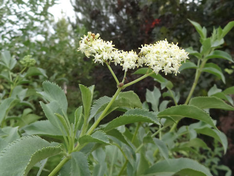 Sambucus mexicana