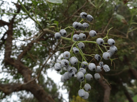 Sambucus mexicana