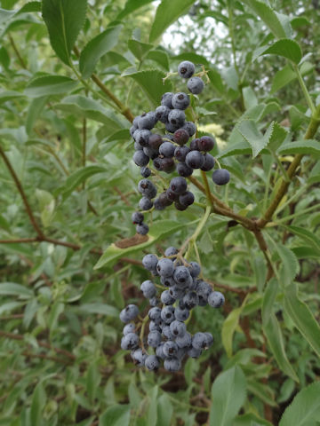 Sambucus mexicana