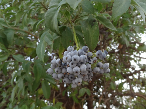 Sambucus mexicana