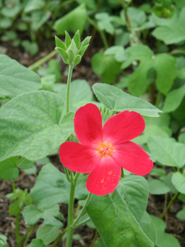 Hibiscus cardiophyllus