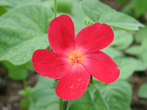 Hibiscus cardiophyllus