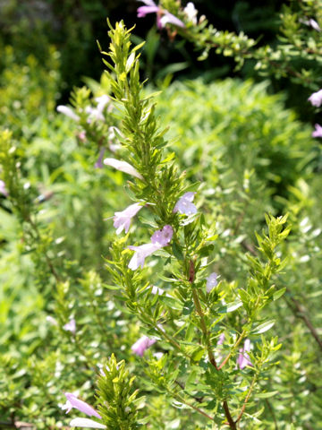 Poliomintha longiflora