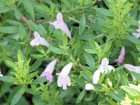 Poliomintha longiflora