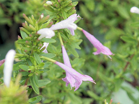 Poliomintha longiflora